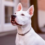 Staffordshire Bull Terrier in LED box frame, energy-efficient display, adjustable lighting for customizable decor.